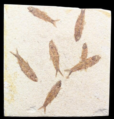 Multiple Knightia Fossil Fish Plate - x #41045